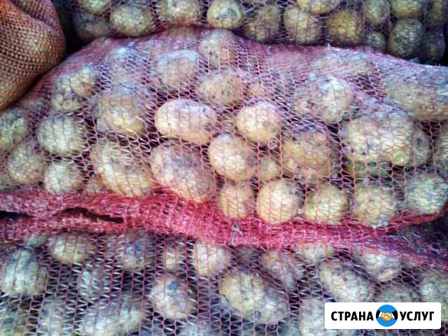 Картофель Омск - изображение 1