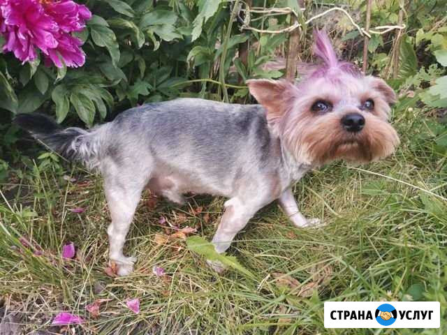 Йорк на вязку Пенза - изображение 1