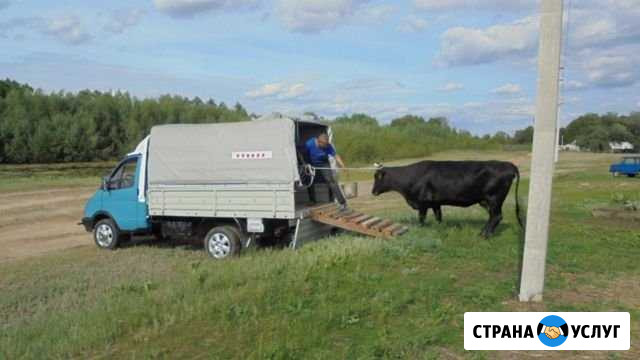 Грузоперевозка скота Шуя - изображение 1