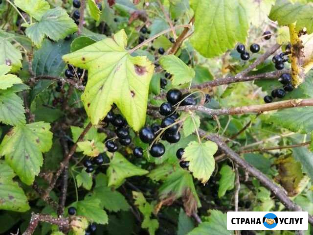 Чёрная смородина Киров - изображение 1