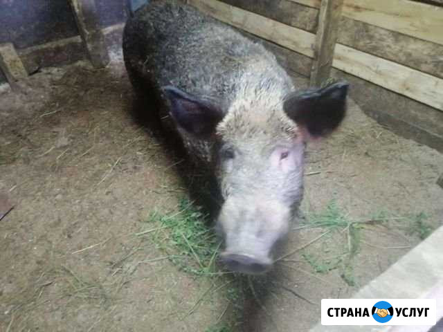 Кабан на вязку Гусь-Хрустальный - изображение 1