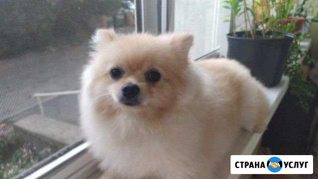 Выгуляем вашу колобаку Иркутск - изображение 1