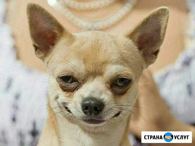 Стрижка выезд сегодня Калининград - изображение 1