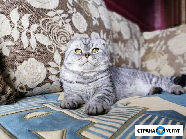 Вязка) шотландский вислоухий Волжский Волгоградской области - изображение 1