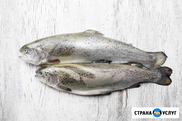 Форель охлажденная. Рыбные и мясные деликатесы Воронеж - изображение 1