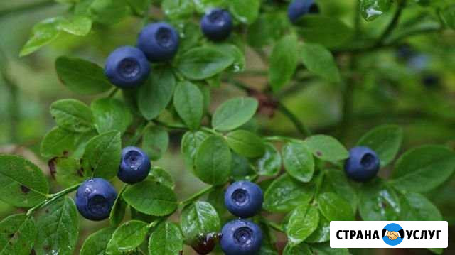 Черника чищенная Сыктывкар - изображение 1