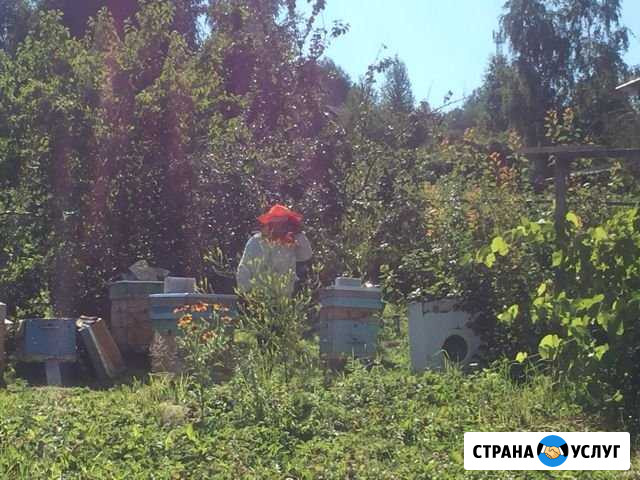 Продам мёд со своей пасеки Саяногорск - изображение 1