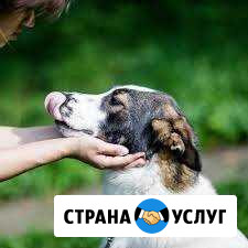Выгул питомца. Собак, кошек, харьков и прочих Рязань - изображение 1
