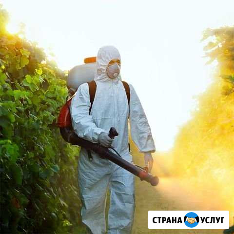 Тараканы клопы муравьи Набережные Челны - изображение 1