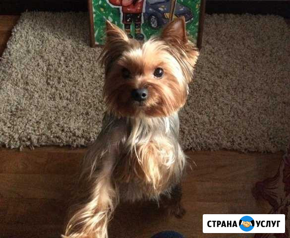 Вязка Череповец - изображение 1