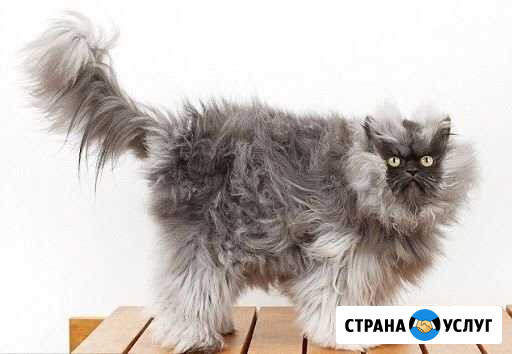Вызов на дом. Ветеринарные услуги Пермь - изображение 1