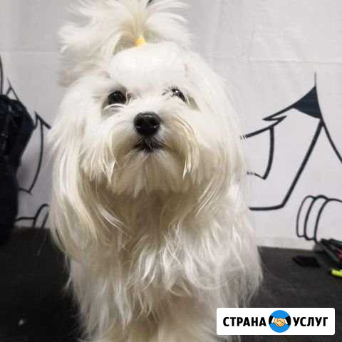 Стрижка собак и кошек Красноярск - изображение 1