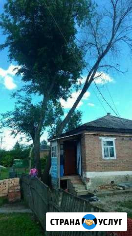 Спилю деревья в любых не комфортных местах Аксай - изображение 1