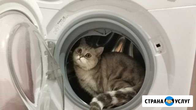 Кот на новоселье Йошкар-Ола - изображение 1