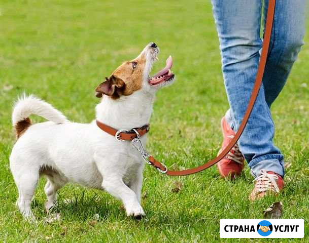 Выгул собак Красноярск - изображение 1