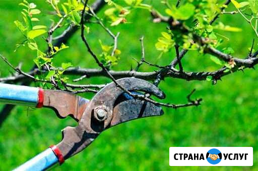 Обрезка деревьев Воронеж - изображение 1