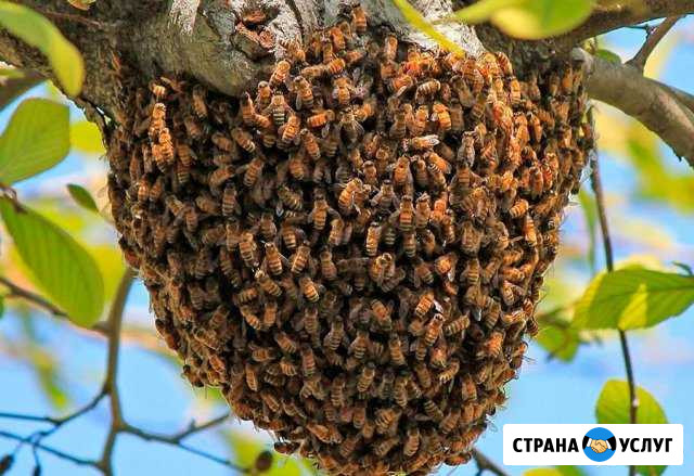 Поймаю рой пчел Стерлитамак - изображение 1