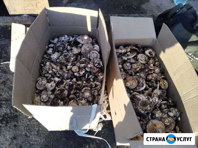Грузди свежие Новосибирск - изображение 1