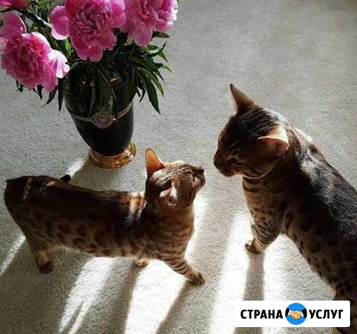Передержка котов/кошек, собак маленьких пород Кудрово - изображение 1