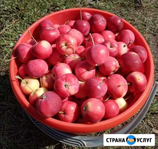 Наливные яблочки Бийск - изображение 1