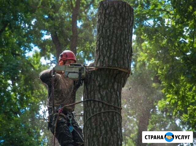 Удаление деревьев Обнинск - изображение 1