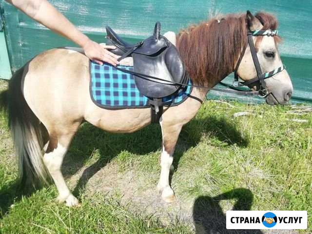 Пони на праздник, прокат Красносельское - изображение 1