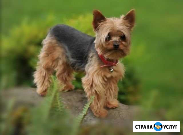 Выгул животных Владимир - изображение 1