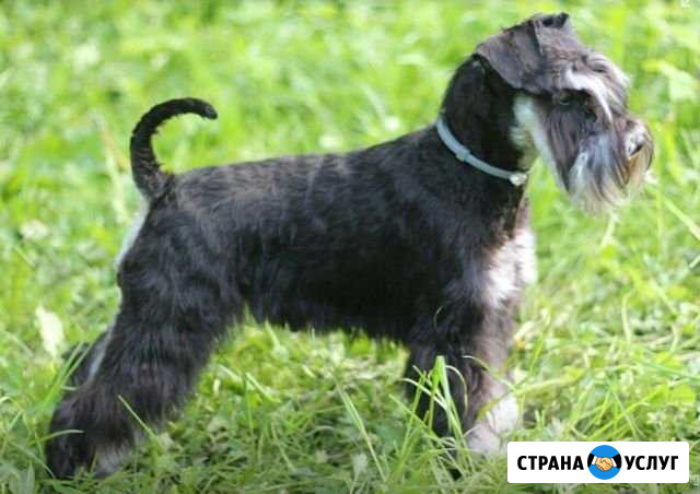 Стрижка, тримминг Мытищи - изображение 1