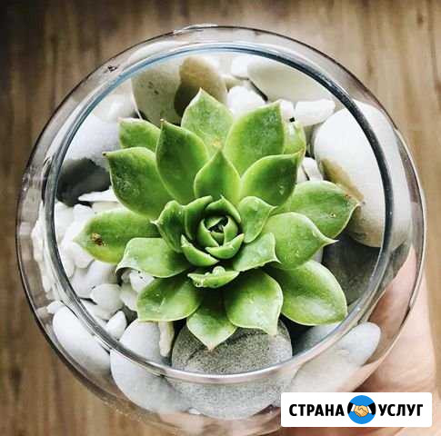 Флорариум Майкоп - изображение 1
