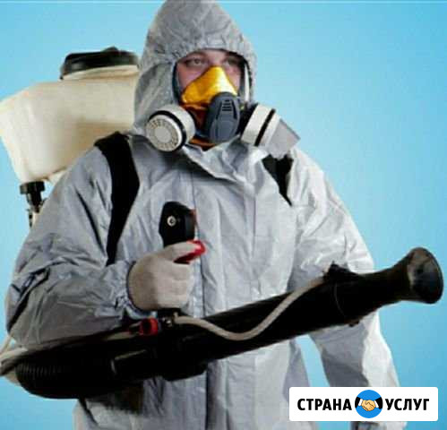 Тараканы клопы блохи дезинсекция Пермь - изображение 1