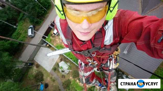 Спилить срубить удалить дерево в Москве области Москва - изображение 1