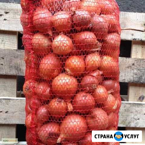 Доставка лука в сетках, моркови в мешках Знаменск - изображение 1