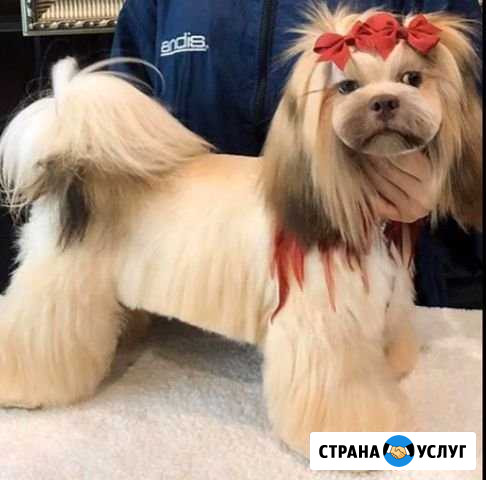 Стрижка собак и кошек Хабаровск - изображение 1