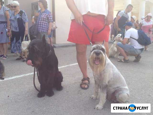 Грумер, стрижка собак любых пород Феодосия - изображение 1
