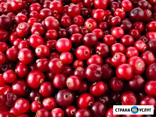 Клюква Ульяновск - изображение 1
