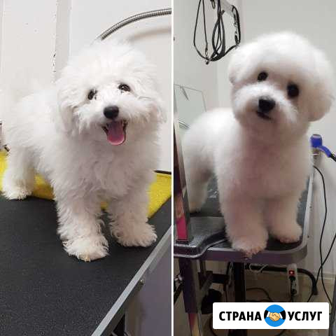 Зоосалон: стрижка животных (парикмахерская) Петрозаводск - изображение 1
