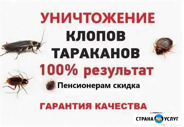 Дезинсекция Уничтожение Тараканов, Клопов Ахтубинск - изображение 1