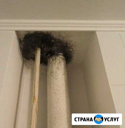 Удаление плесени, запахов, дезинфекция Балаково - изображение 1