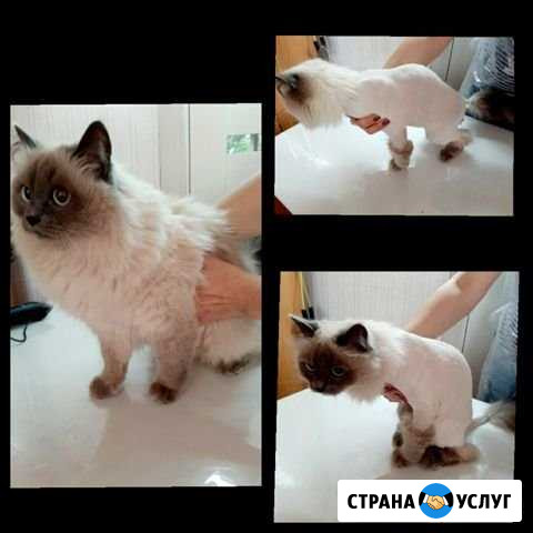 Стрижка кошек акция Ижевск - изображение 1