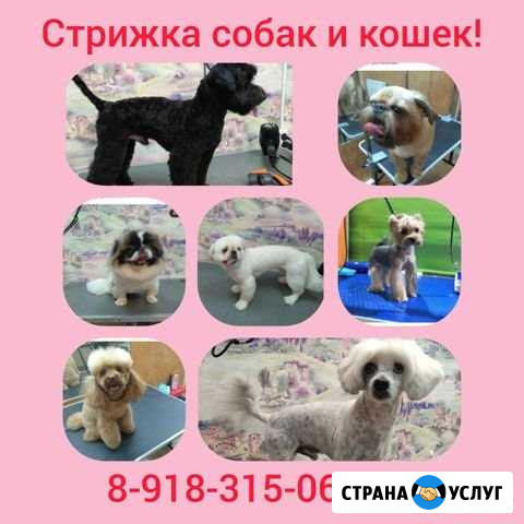 Стрижка собак и кошек Краснодар - изображение 1