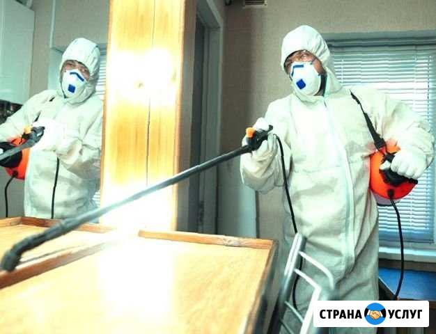 Уничтожение клопов Хабаровск - изображение 1