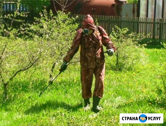 Уничтожение насекомых (клопы, блохи, тараканы.) Королев - изображение 1