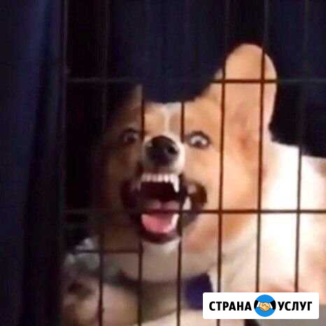 Dog sitter Брянск - изображение 1