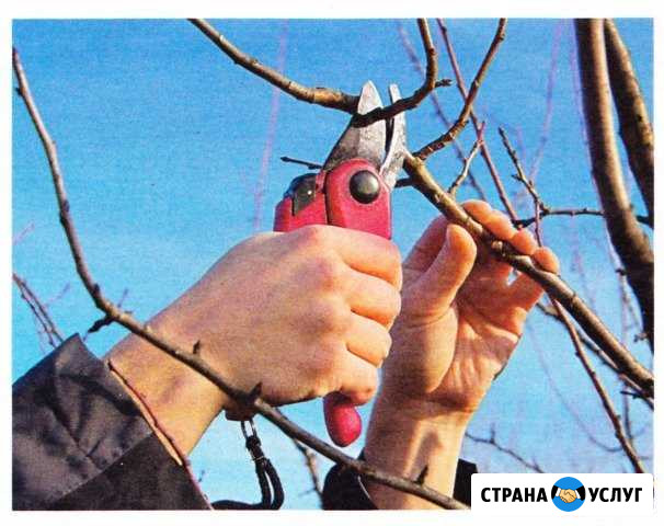 Обрезка плодовых деревьев и кустарников на плод Калуга - изображение 1