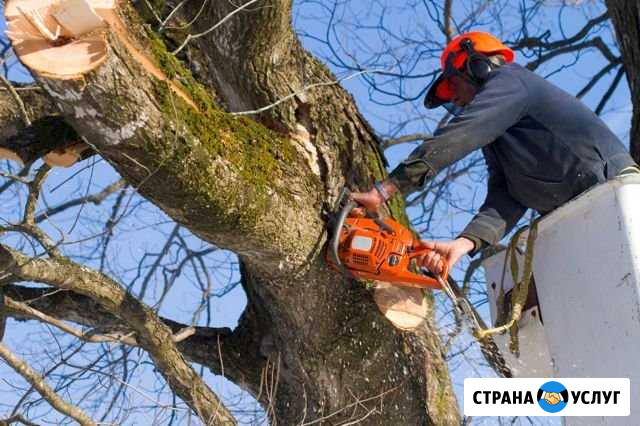 Спил деревьев Красноярск - изображение 1