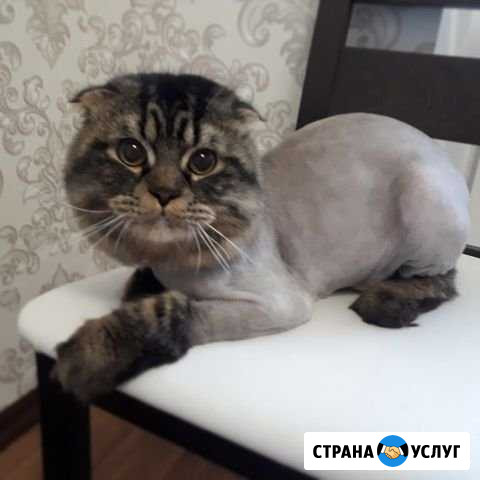 Стрижка котов и кошек Нижневартовск - изображение 1