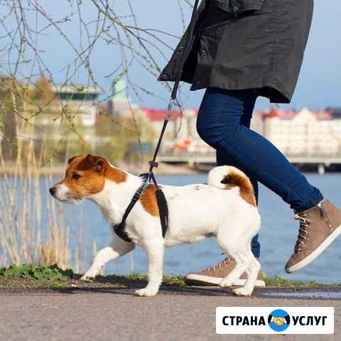 Выгул собак Ульяновск - изображение 1