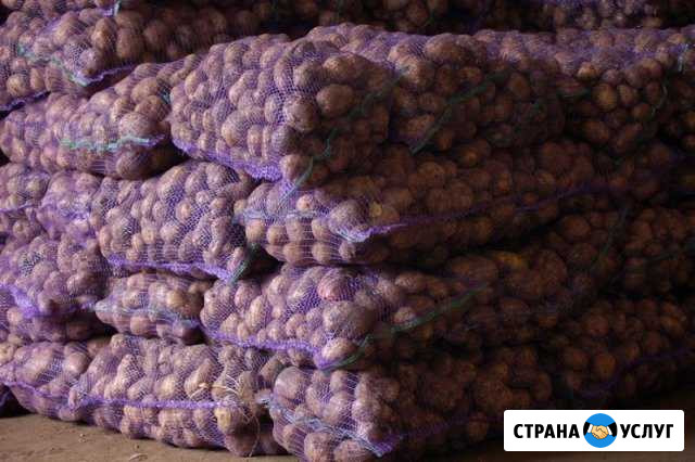 Доставка картофеля на дом. Иваново Иваново - изображение 1