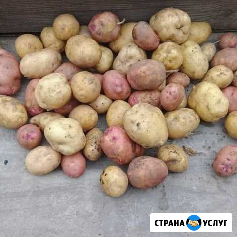Картофель домашний Благовещенск - изображение 1