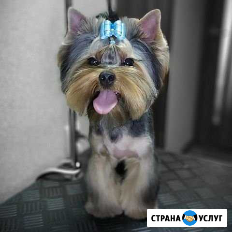 Стрижка собак Новороссийск - изображение 1